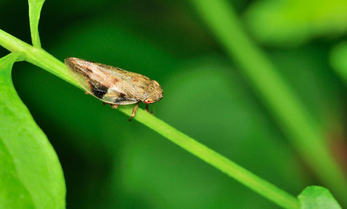 5 Spiritual Meanings of Dream of killing a green bug