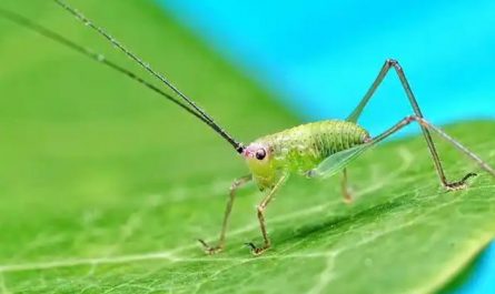 5 Spiritual Meanings of Dream about being bitten by a green bug