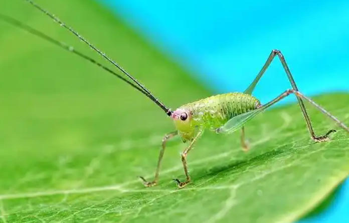 5 Spiritual Meanings of Dream about being bitten by a green bug