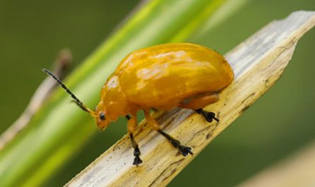 5 Spiritual Meanings of Dream about killing a golden bug