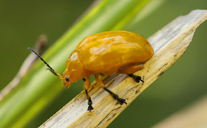 5 Spiritual Meanings of Dream about killing a golden bug