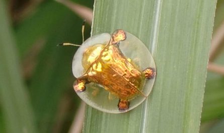 5 Spiritual Meanings of Dream about being bitten by a golden bug