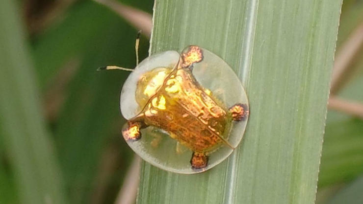 5 Spiritual Meanings of Dream about being bitten by a golden bug