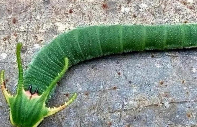 5 Spiritual Meanings of Dream about green bugs