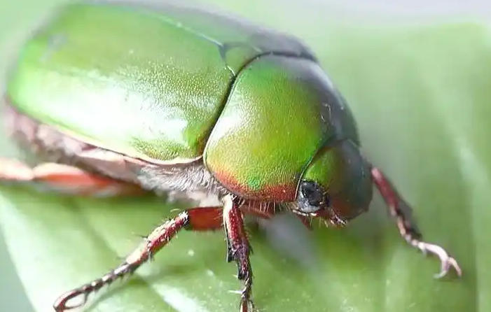 5 Spiritual Meanings of Dreaming of killing green bugs