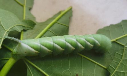 5 Spiritual Meanings of Dream about being bitten by a green bug