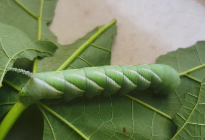 5 Spiritual Meanings of Dream about being bitten by a green bug