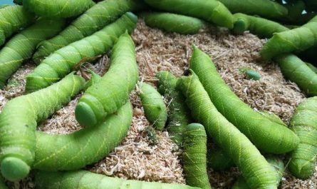 5 Spiritual Meanings of Dream about two bugs