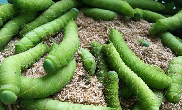 5 Spiritual Meanings of Dream about two bugs