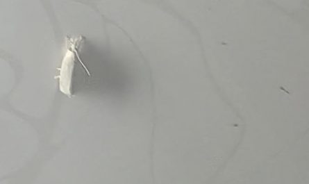 5 Spiritual Meanings of Dream about a white bug