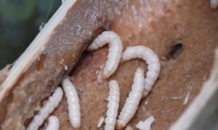 5 Spiritual Meanings of Dreaming of killing a white bug