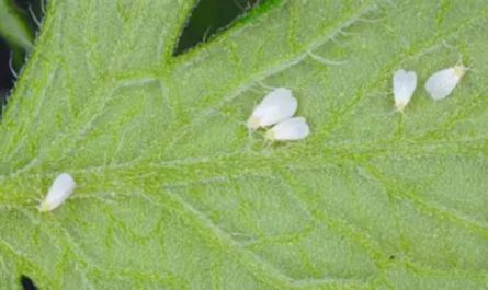 5 Spiritual Meanings of Dream about being bitten by a white bug