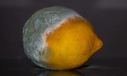 5 Spiritual Meanings of Dream about mold