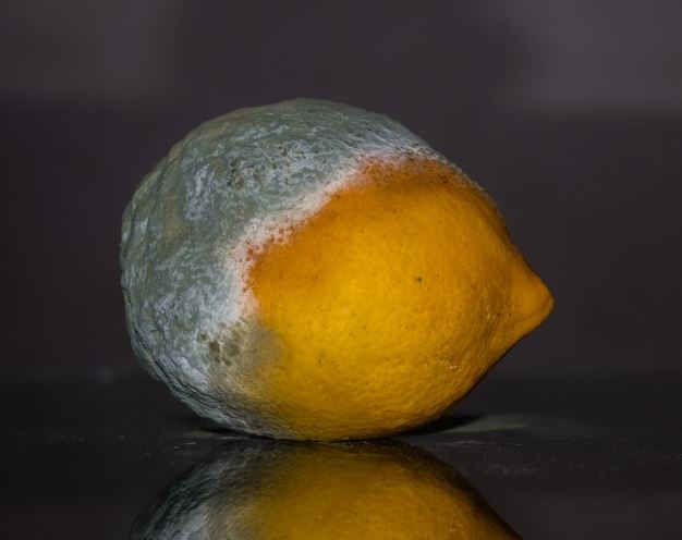 5 Spiritual Meanings of Dream about mold