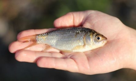 5 Spiritual Meanings of Dream about crucian carp