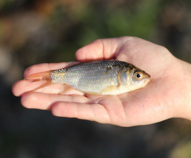 5 Spiritual Meanings of Dream about crucian carp