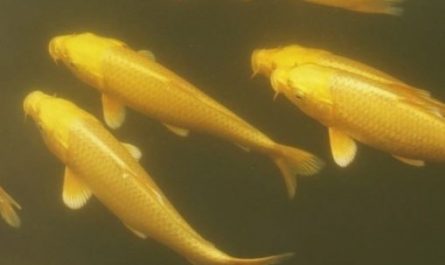 5 Spiritual Meanings of Dreaming of golden crucian