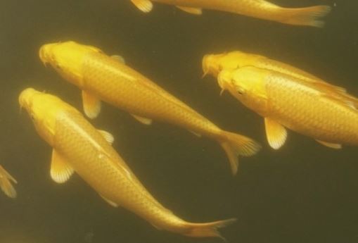 5 Spiritual Meanings of Dreaming of golden crucian