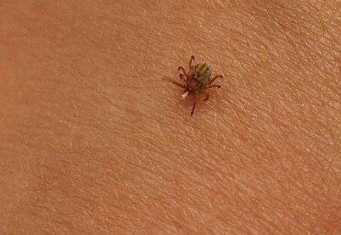 5 Spiritual Meanings of Dreaming of ticks