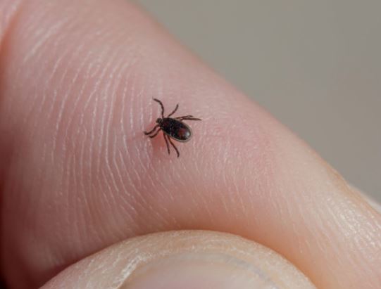 5 Spiritual Meanings of Dream about removing a tick