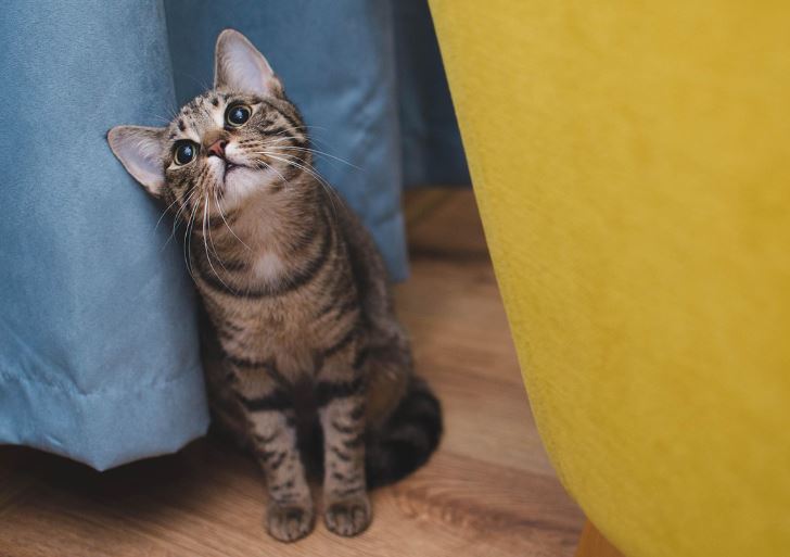 5 Spiritual Meanings of Dream about having a kitten