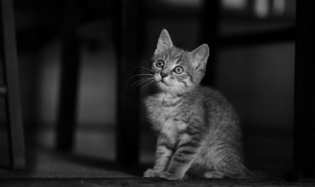 5 Spiritual Meanings of Dream about cat giving birth