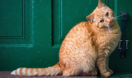 5 Spiritual Meanings of Dream about a yellow cat biting