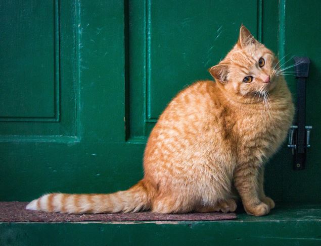 5 Spiritual Meanings of Dream about a yellow cat biting