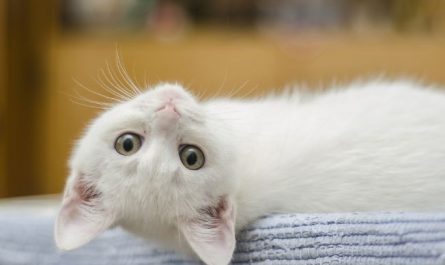 5 Spiritual Meanings of Dream about a white cat