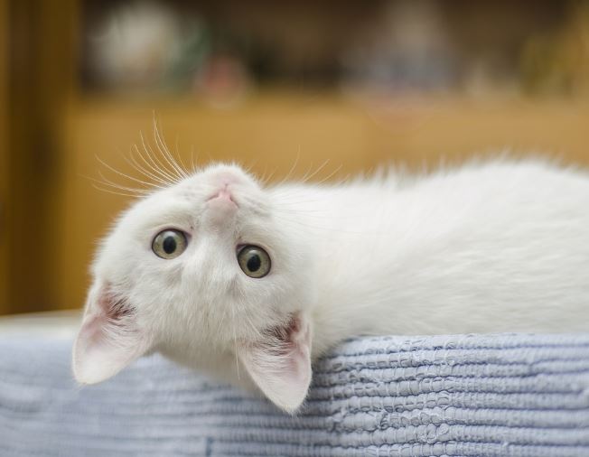 5 Spiritual Meanings of Dream about a white cat