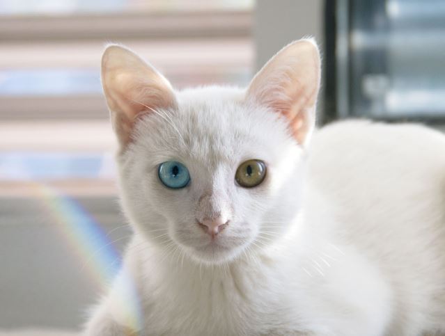 5 Spiritual Meanings of Dream about being bitten by a white cat