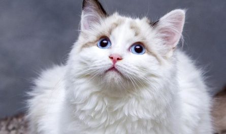 5 Spiritual Meanings of Dream about a white cat biting