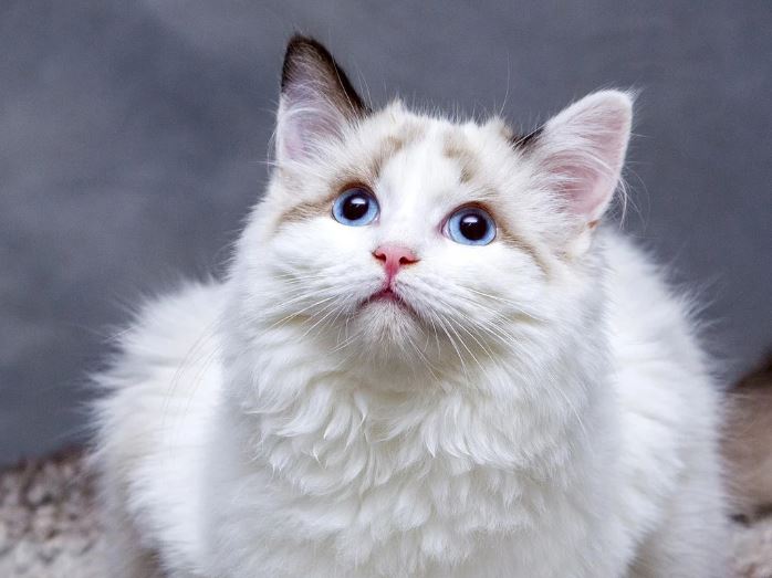 5 Spiritual Meanings of Dream about a white cat biting
