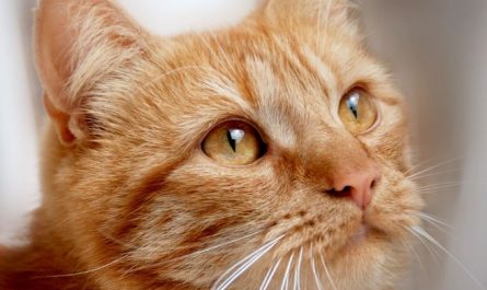 5 Spiritual Meanings of Dream about cheese cat
