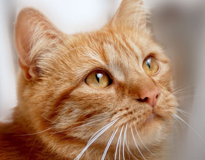 5 Spiritual Meanings of Dream about cheese cat