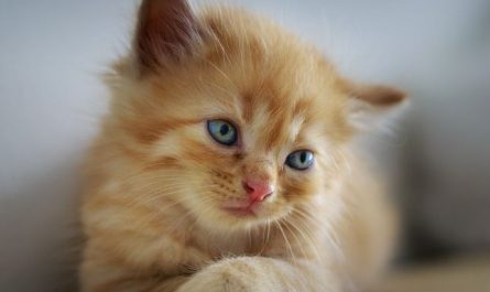 5 Spiritual Meanings of Dream about the death of a cheese cat