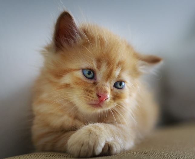 5 Spiritual Meanings of Dream about the death of a cheese cat