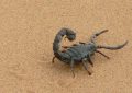 5 Spiritual Meanings of Dreaming about scorpions