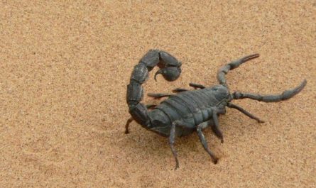5 Spiritual Meanings of Dreaming about scorpions