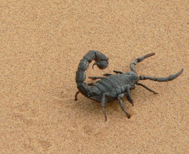 5 Spiritual Meanings of Dreaming about scorpions
