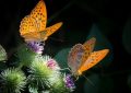 7 Spiritual Meanings of Dream of butterflies flying out