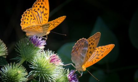 7 Spiritual Meanings of Dream of butterflies flying out