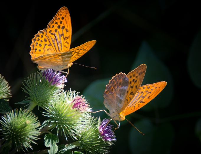7 Spiritual Meanings of Dream of butterflies flying out