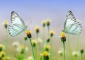 5 Spiritual Meanings of Dreaming of a flock of butterflies