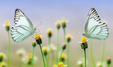 5 Spiritual Meanings of Dreaming of a flock of butterflies