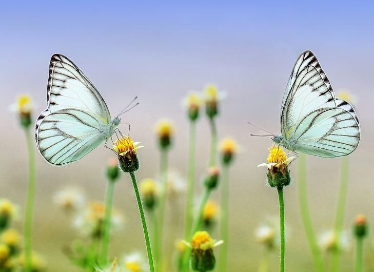 5 Spiritual Meanings of Dreaming of a flock of butterflies