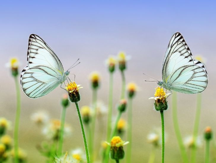 5 Spiritual Meanings of Dreaming of a flock of butterflies