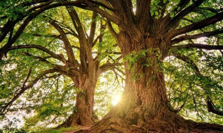 6 Symbolic Meanings of Dreaming of a Fallen Tree