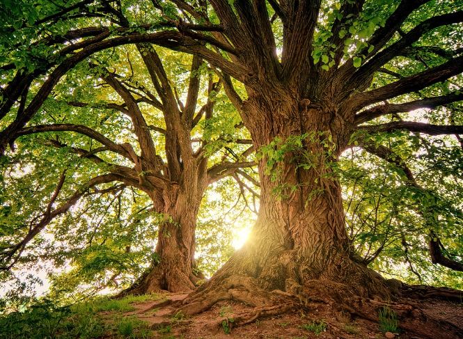 6 Symbolic Meanings of Dreaming of a Fallen Tree