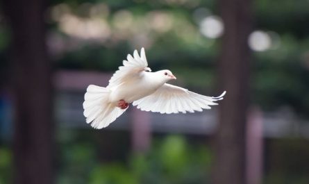 5 symbolic meanings of dreaming about pigeons